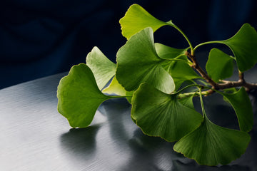 Ginkgo biloba leaves against a navy and silver background